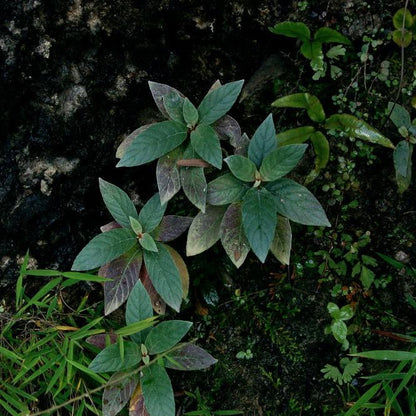 Paraboea swinhoei