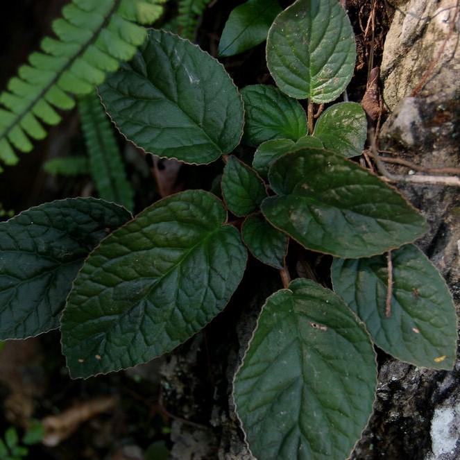 Paraboea rufescens ( Franch. ) Burtt.