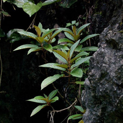 Paraboea swinhoei