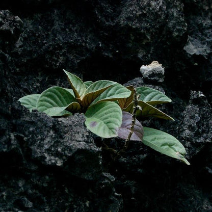 Paraboea swinhoei