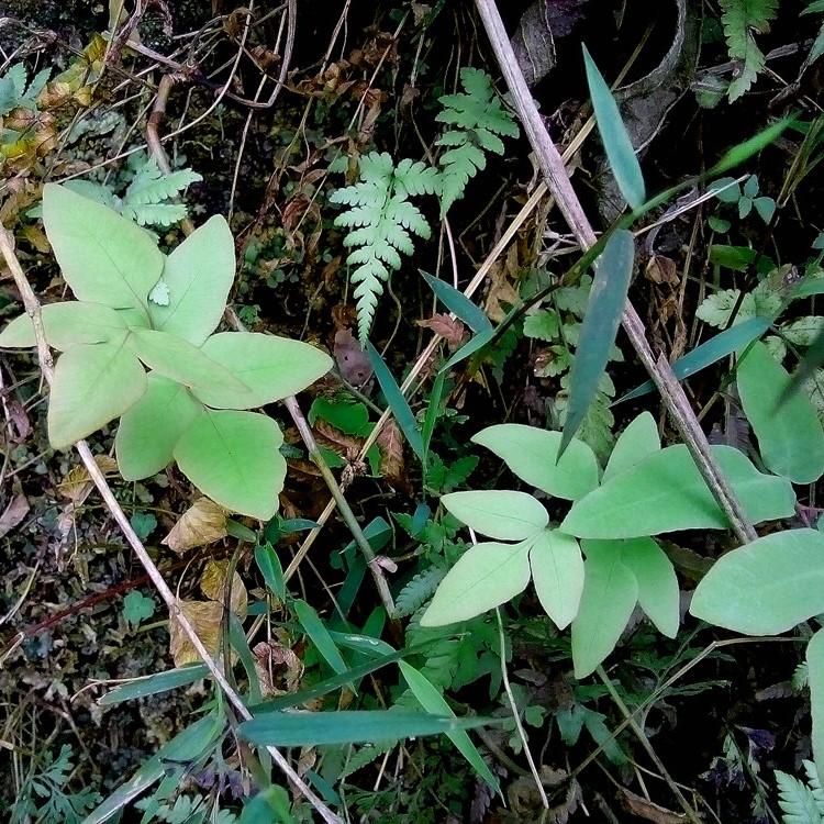 Asian Royal Fern (Osmunda japonica)