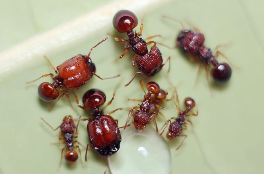 Ant colony Acanthomyrmex glabfemoralis