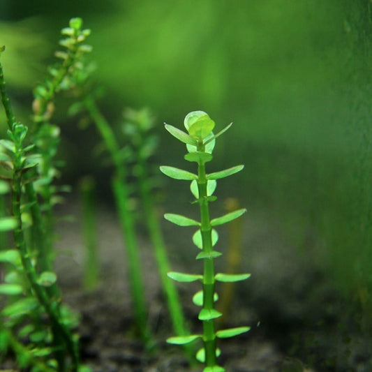 Indian Toothcup (Rotala indica) x 3 Stems