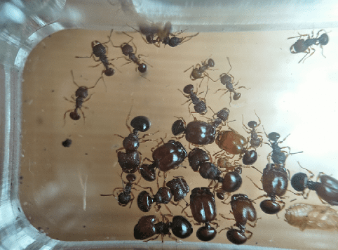 Ant colony Acanthomyrmex glabfemoralis