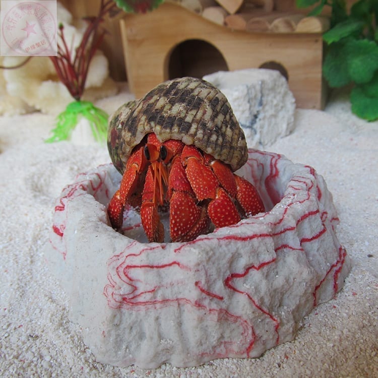 Strawberry Hermit Crab (Coenobita perlatus)