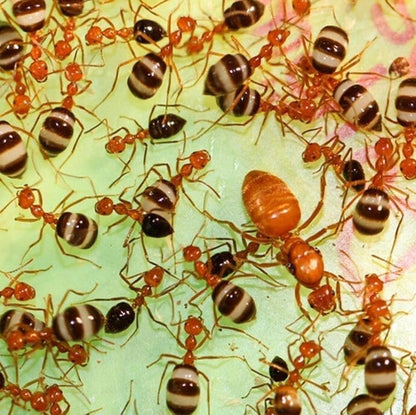 Ant colony prenolepis melanogaster