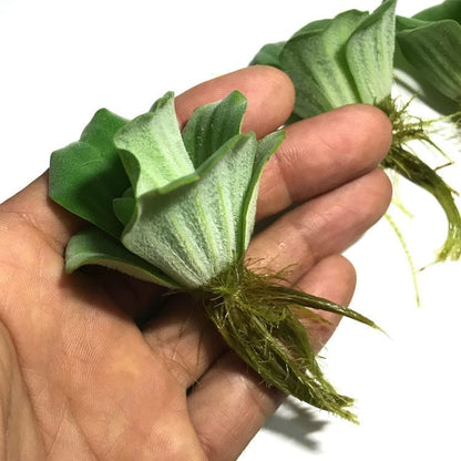 Water Lettuce (Pistia stratiotes)