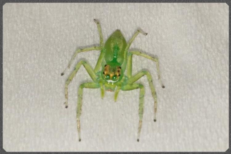 Epeus alboguttatus