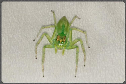 Epeus alboguttatus