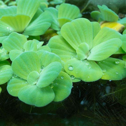 Water Lettuce (Pistia stratiotes)