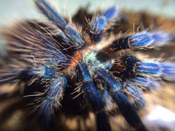 Blue Dwarf Tarantula (Dolichothele diamantinensis)