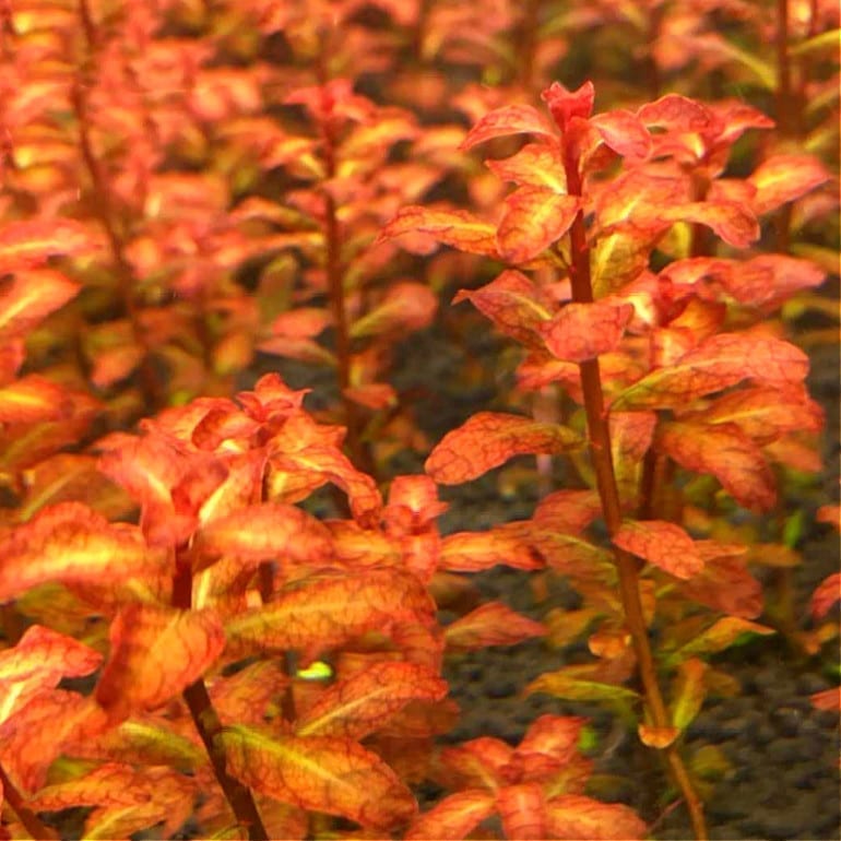 Ludwigia Guinea (Ludwigia senegalensis)