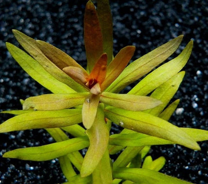 Ammannia Pedicellata  Golden ‘
