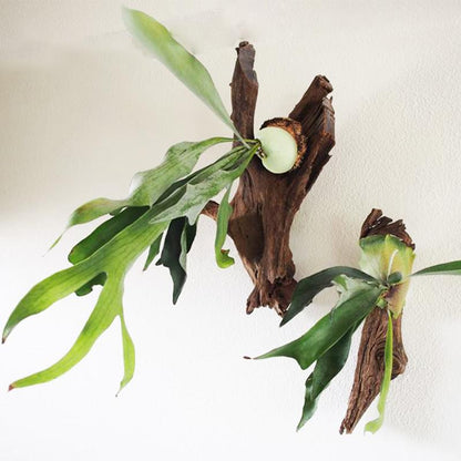 Elkhorn Fern (Platycerium bifurcatum)