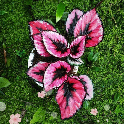 Begonia sp. (Pink)