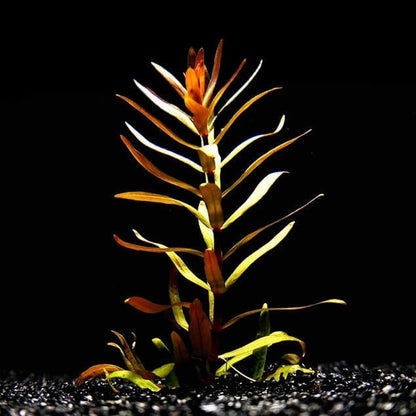 Ammannia Pedicellata  Golden ‘
