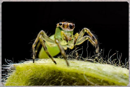 Epeus alboguttatus