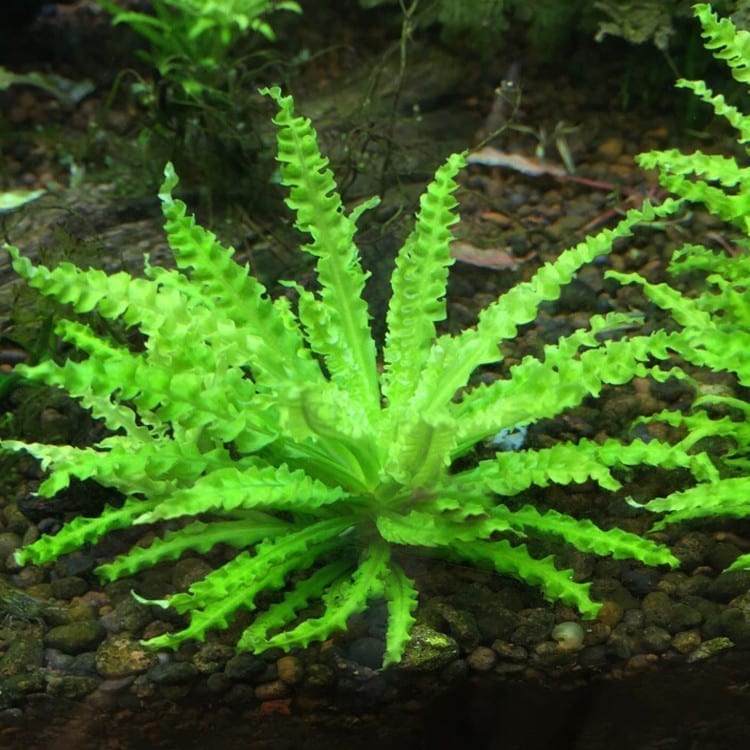 Downoi ( Pogostemon helferi )