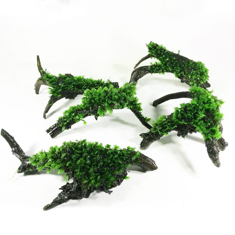 Moss on Driftwood