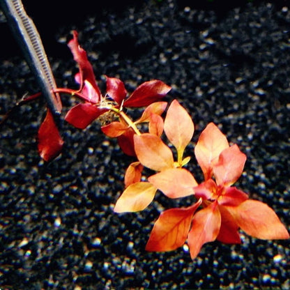 Ludwigia palustris ' super red '