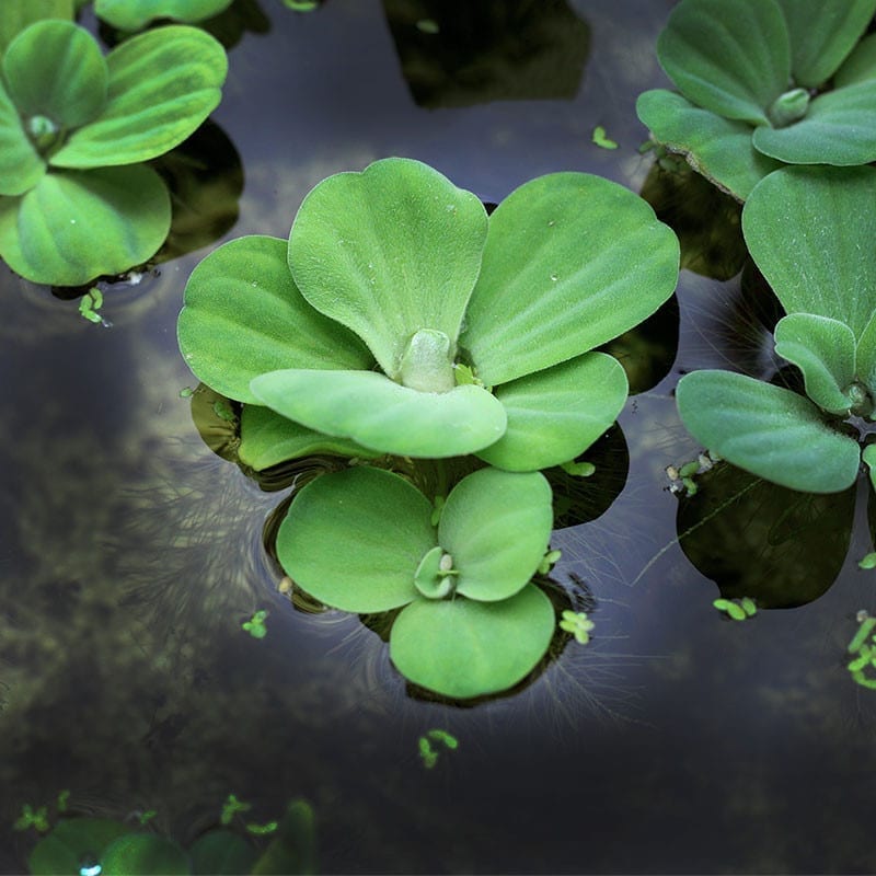 Water Lettuce (Pistia stratiotes)