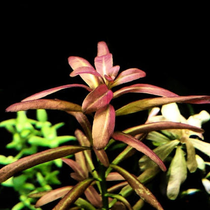 Rotala Sp. Sunset (Ammannia sp.Sulawesi)