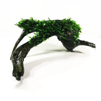 Moss on Driftwood