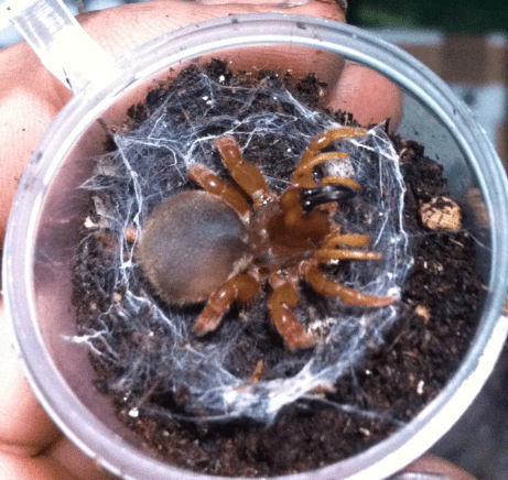 Orange Purse Web Spider (Calommata signata)