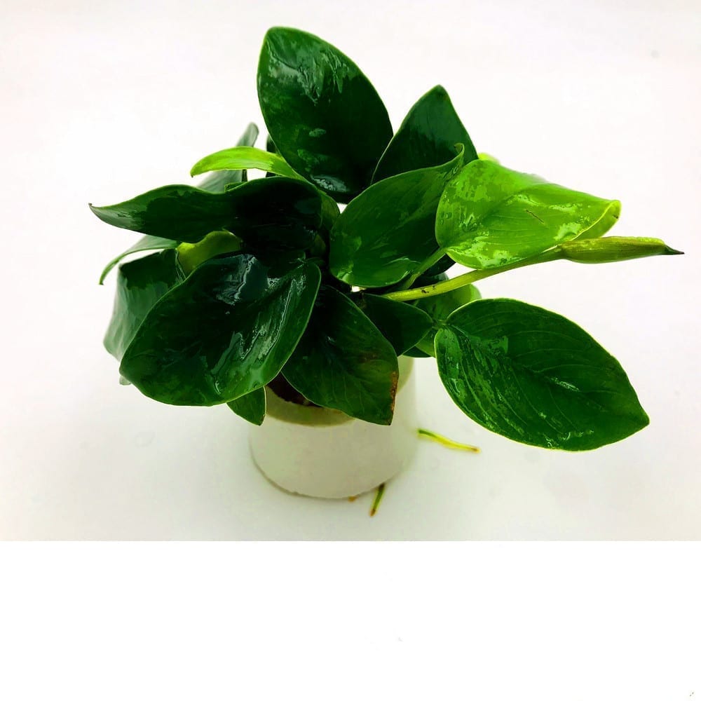 Dwarf Anubias ( Anubias barteri var. Nana )