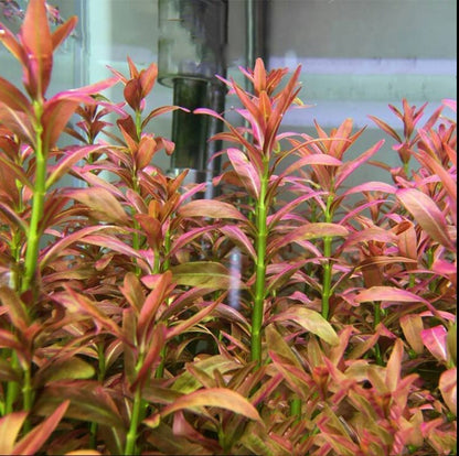 Rotala Sp. Sunset (Ammannia sp.Sulawesi)