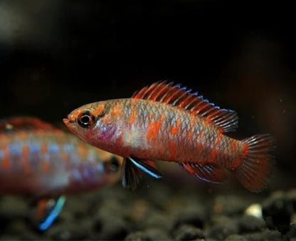 Scarlet Badis (Dario dario)