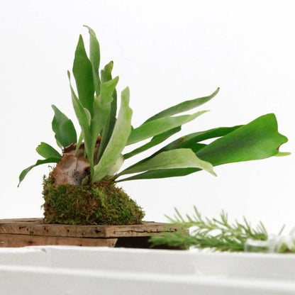 Elkhorn Fern (Platycerium bifurcatum)