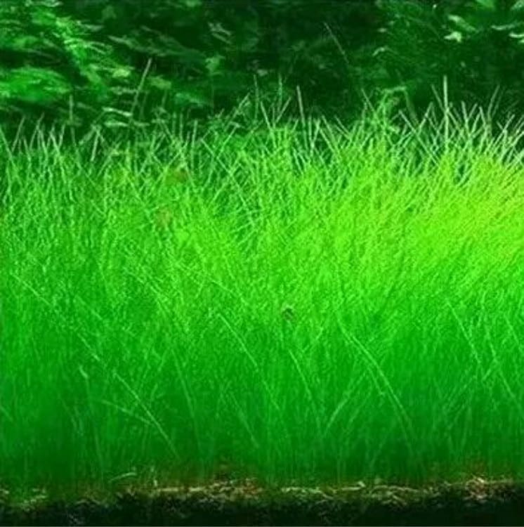 Dwarf  Hairgrass  ( Eleocharis ’parvula' Sp. )