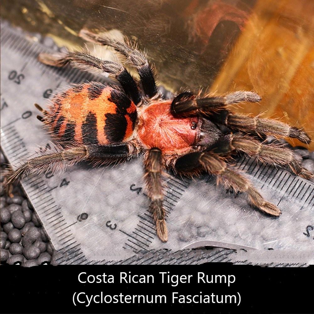 Costa Rican Tiger Rump Tarantula (Cyclosternum fasciatum)