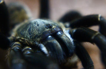 Chinese Giant Black Earth Tiger (Selenocosmia hainanum)