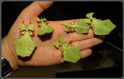 Phyllium Giganteum Leaf  Insect