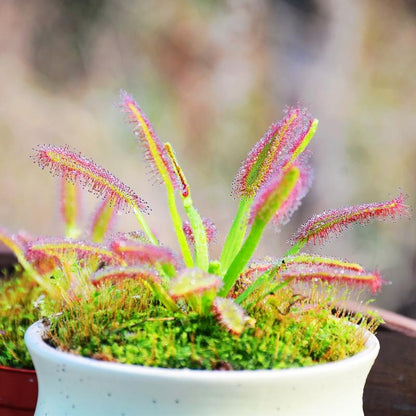 Drosera Capensis ( Cape Sundew )
