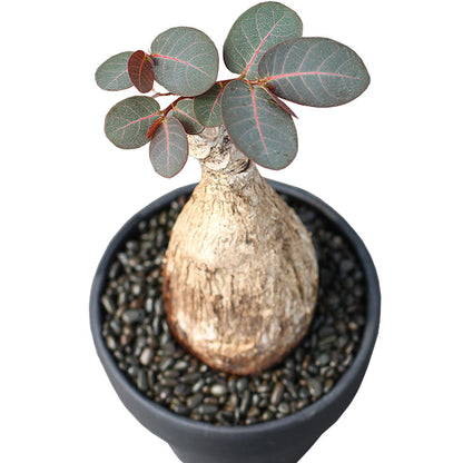 Phyllanthus Mirabilis ( Phyllanthaceae )