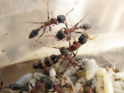 Ant colony tetraponera rufonigra