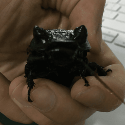 GO Gromphadorhina oblongata