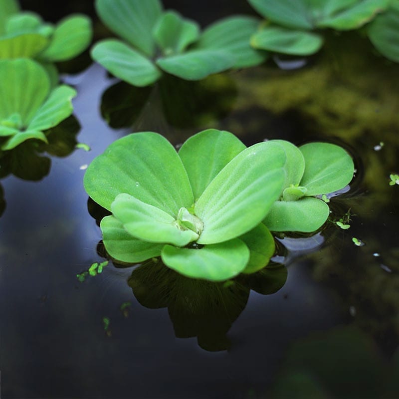 Water Lettuce (Pistia stratiotes)