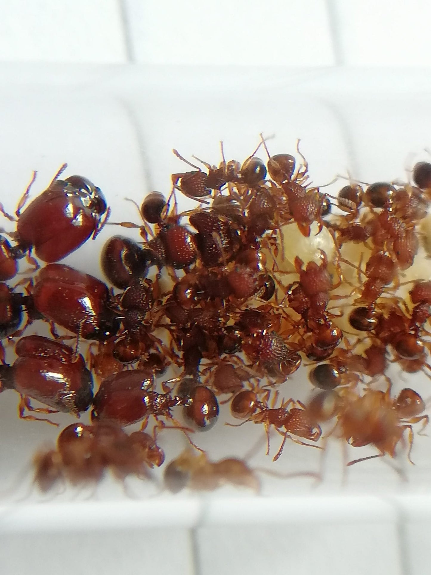 Ant colony Acanthomyrmex glabfemoralis