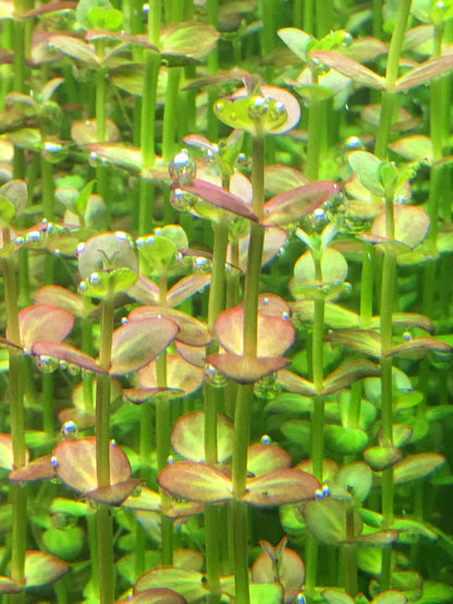Lindernia sp. ‘India’ (Indian lindernia)