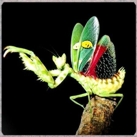 Creobroter nebulosus asian flower mantis