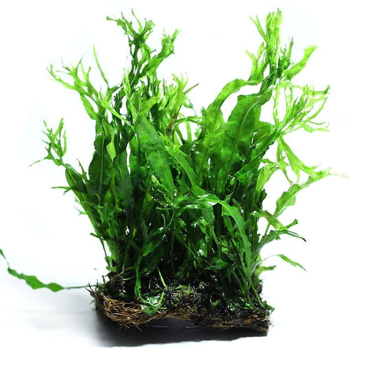 Java Fern Windelov ( Microsuinm pteropus 'Windelov' )