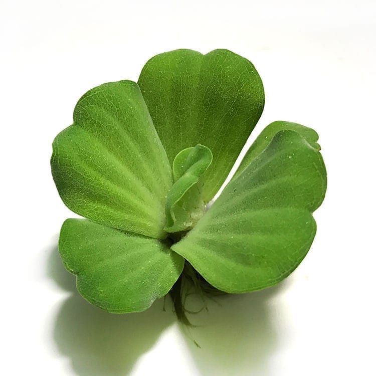 Water Lettuce (Pistia stratiotes)