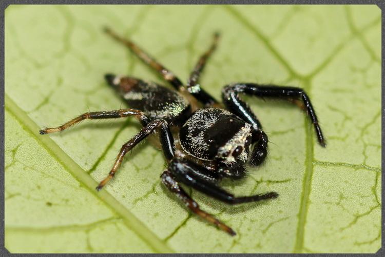 Fighting Jumping Spider (Thiania bhamoensis)