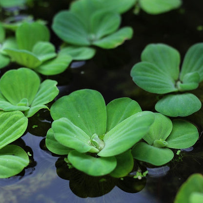 Water Lettuce (Pistia stratiotes)