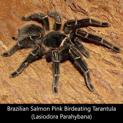 Salmon Pink Birdeating Tarantula (Lasiodora parahybana)