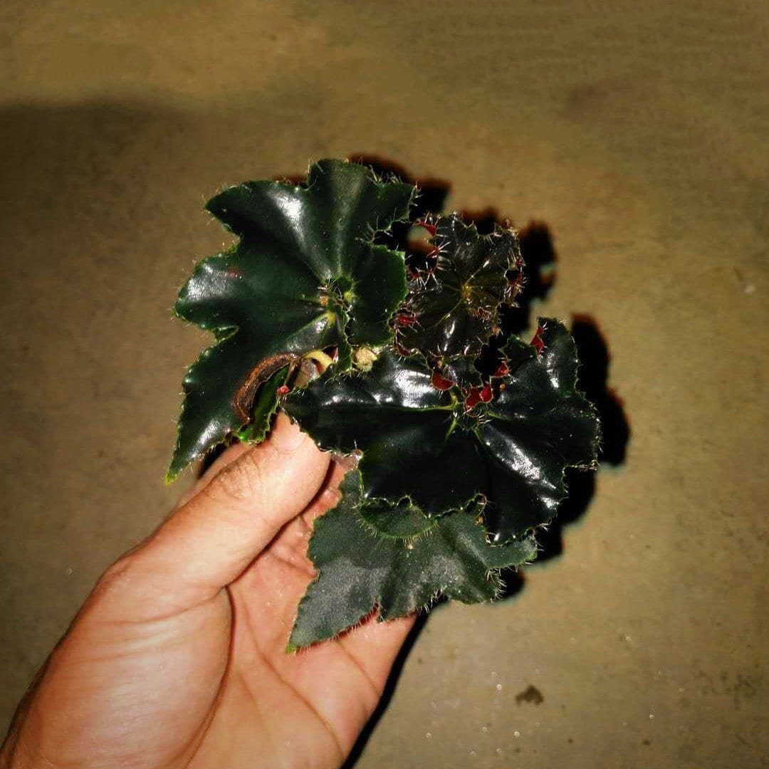 Black Mamba Begonia (Begonia 'Black Mamba' )